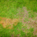 Ask the Expert: How to Handle the Dreaded, “I have brown spots in my lawn!“ Conversation