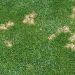 Ask the Expert: Identifying + Treating Summer Lawn Fungus