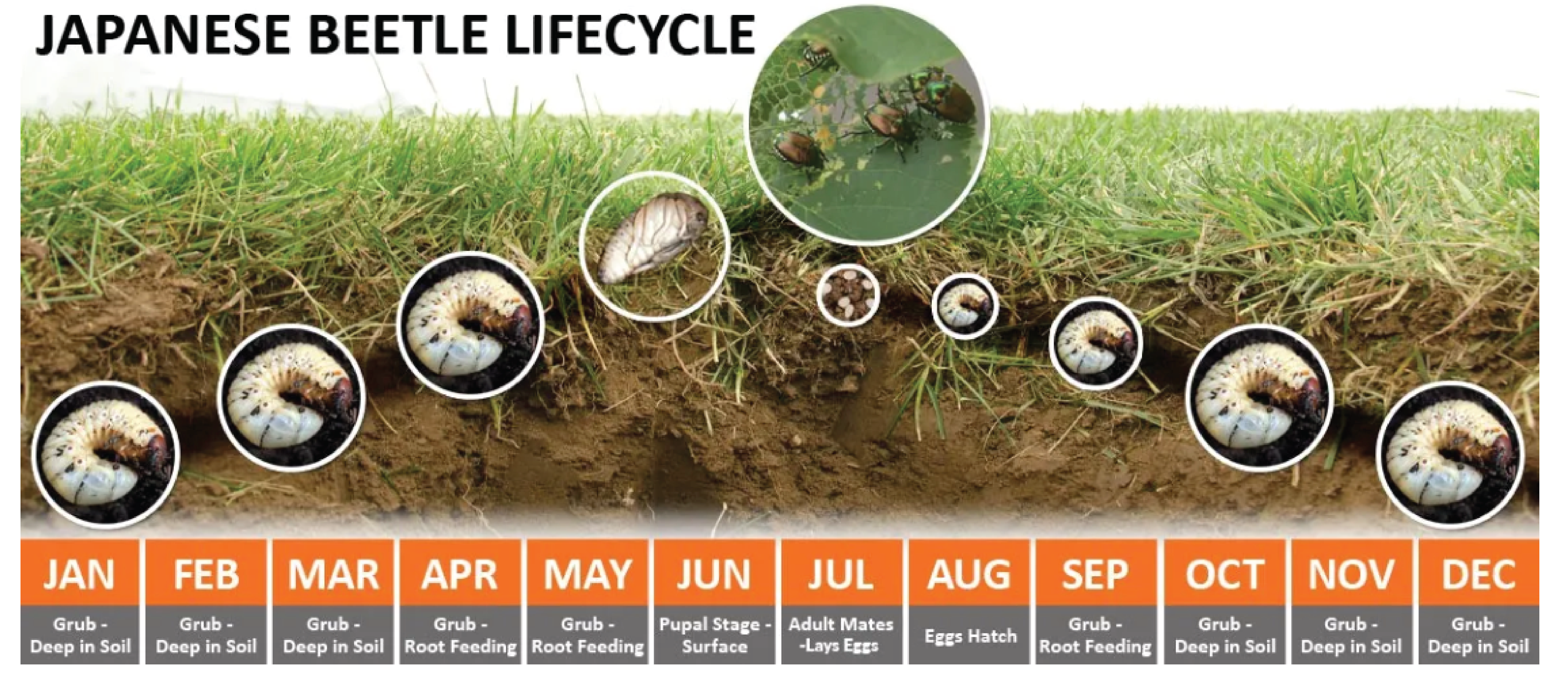 Grub Control - Effective Tips for Pest Prevention