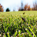 6 Benefits of Fall Fertilization