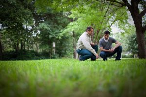 Lawn, Men, Inspection, Insects
