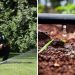 Drip vs Spray Heads: Which Should You Be Using?